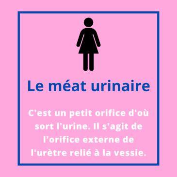 méat urinaire|Le meat urinaire : tout ce quil faut savoir et comment le trouver